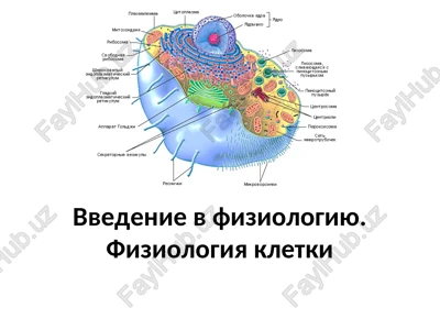 vvedenie v fiziologiyu. fiziologiya kletki — PPT