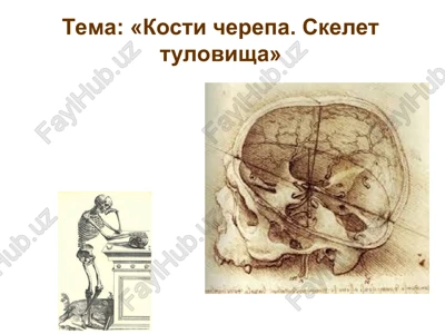 cherep i skelet tulovisha — PPT