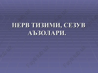 nerv tizimi,sezuv a'zolari — PPT