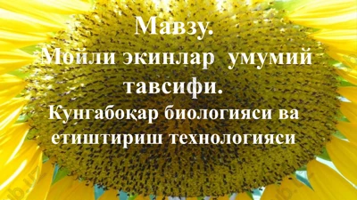 moyli ekinlar — PPTX