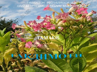 tamaki — PPT