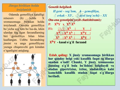 drozofila genetikasi — PPTX
