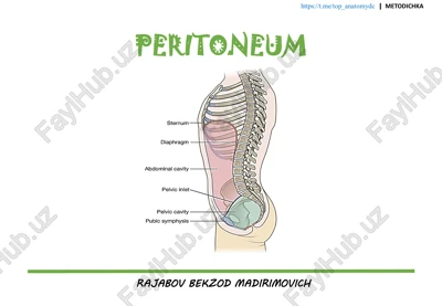 qorin parda (peritoneum) — PDF