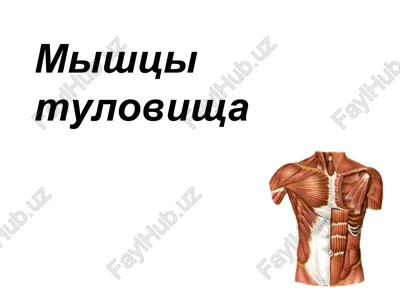 mishtsi grudi — PPT