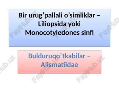bulduruqo`tkabilar–alismatiidae — PPTX