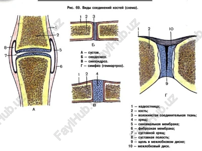 mlossouownsii cron6, columna vertebral — PPT