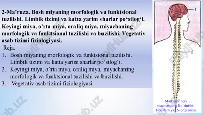 boshmiyaning morfologik va funksional tuzilishi — PPTX