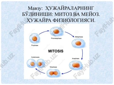 hujayralarning bo'linishi:mitozva meyoz. hujayra fiziologiyasi. — PPTX