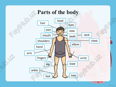 parts of the body — PPTX