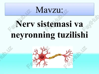nerv sistemasi va neyronning tuzilishi — PPTX