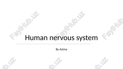 human nervous system — PPTX