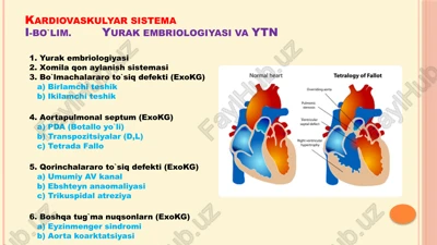 yurakembriologiyasivaytn — PPTX