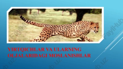 yirtqichlar va ularning oljalaridagi moslanishlar — PPTX