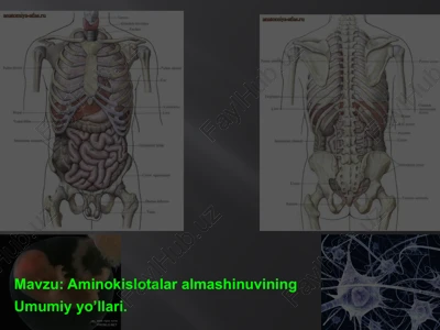 aminokislotalar almashinuvi — PPTX