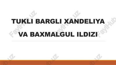 tukli barqli xandeliyava baxmalgul ildizi — PPTX