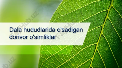 osiyo yalpizining yer ustki qismi (o'ti) — PPTX