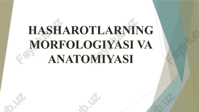hasharotlarning morfologiyasi va anatomiyasi — PPTX