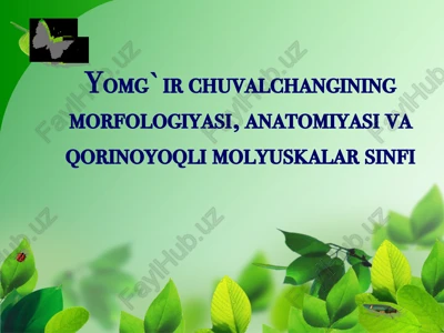 yomg`ir chuvalchangining morfologiyasi, anatomiyasi va qorinoyoqli molyuskalar sinfi — PPTX