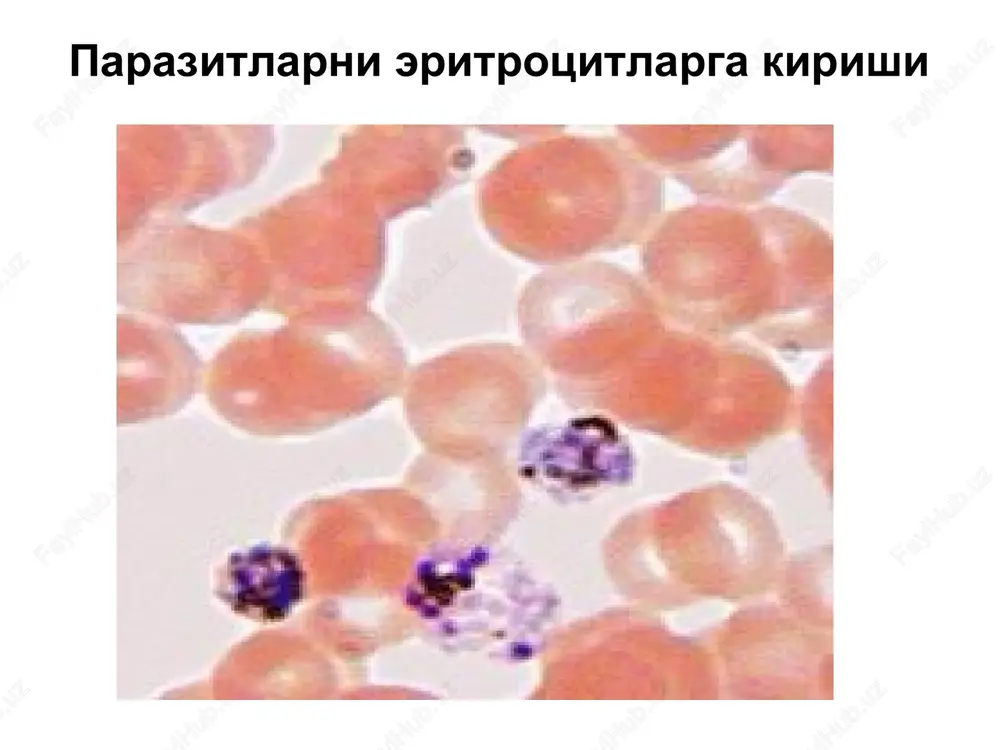 ishi, keskin quvvatsizlik, irodaning susayishi yoki, aksincha, bezovtalik, besaranjomlik bilan boshlanadi. komaning kechishida uch bosqichni farqlash mumkin: somnolentsiya bosqichida, bemorda apatiya yoki asabiy junbush holati, o'jarlik, dezorientatsiya, xotiraning chalkashligi, barcha reaktsiyalarni tormozlanishi, pay reflekslarini oldin kuchayishi, so'ngra esa susayishi kuzatiladi. komadan oldingi (prekoma) davrda – bemorda doimiy taxikardiya, nafasi yuzaki va tezlashgan, gipotoniya, tana harorati 40-41ºs, shuningdek ataksiya, amneziya, tirishish, ba'zan tutqanoqsimon tirishish, karaxtlikning ortib borishi, chuqur uyqu holatlari kuzatiladi. ba'zan bemor qisqa muddatga xushiga keladi, savollarga bir xil qisqa javob berib yana tezda sopor holatiga tushadi. pay reflekslari zo'raygan, patologik reflekslar paydo bo'ladi. haqiqiy komada – bemor hushsiz, tashqi ta'sirlarni sezmaydi. ko'zi yumiq yoki yarim ochiq, qarashi begona, mushaklari taranglashgan, jag'i qotib qolgan (trizm), ensa mushaklari taranglashgan, kernig, brudzinskiy simptomlari musbat, ba'zan babinskiy, gordon patologik belgilari aniqlanadi. pay va qorin reflekslari yo'qolgan, vegetativ faoliyat keskin buzilgan. ko'z qorachig'i kengaygan, uning refleksi so'nib boradi va keyingi bosqichda yo'qoladi. bezgak komasida …