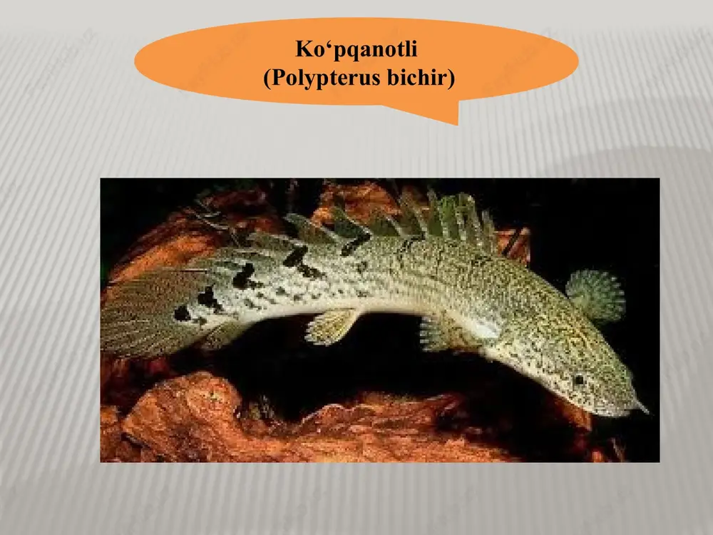 ambalalarning 80% oxota dengizida uchraydi. kambalasimonlar (pleuronectiformes) turkumi ular murmansk va uzoq sharq o‘lkalarida ko‘p ovlanadi. kambalalar juda ham oz migratsiya qiladi. ularning migratsiyasi tuxum qo‘yish, ovqat topish va qishlash bilan bog‘liq. kambalalarning migratsiyasi 100-200 km atrofida bo‘ladi. kambalalar 25 yilgacha umr ko‘radi. kambalalar nihoyatda serpusht, bir necha millonlab uvuldiriq tashlaydi. ular asosan bahorda ko‘payadi. oxota dengizida yashaydigan kambalalarning uzunligi 45 sm, og‘irligi 500 g keladi. yaponiya dengizida yulduz kambalasi yashaydi, uning uzunligi 54 sm, og‘irligi 4 kg gacha boradi. kambalalar umurtqasiz hayvonlar va baliqlar bilan oziqlanadi. ko‘pchilik turlari muhim ov ahamiyatiga ega. kambalasimonlar (pleuronectiformes) turkumi kambala kambala kambala bu turkumning turlari ko‘p emas, ya’ni 350 ta turi, 4 ta kichik turkumi va 9 ta oilasi bor. asosan iliq suvli dengizlarda tarqalgan. bu baliqlarning yuqorigi va pasti jag‘lari tutashib ketgan, ya’ni jag‘lari shaklan o‘zgarib, mollyuska hamda krablarning qattiq chig‘anoqlarini maydalashga moslashgan kichkina tumshuqqa aylangan. tishlari ko‘p, tanasi yirik tangachalar yoki …