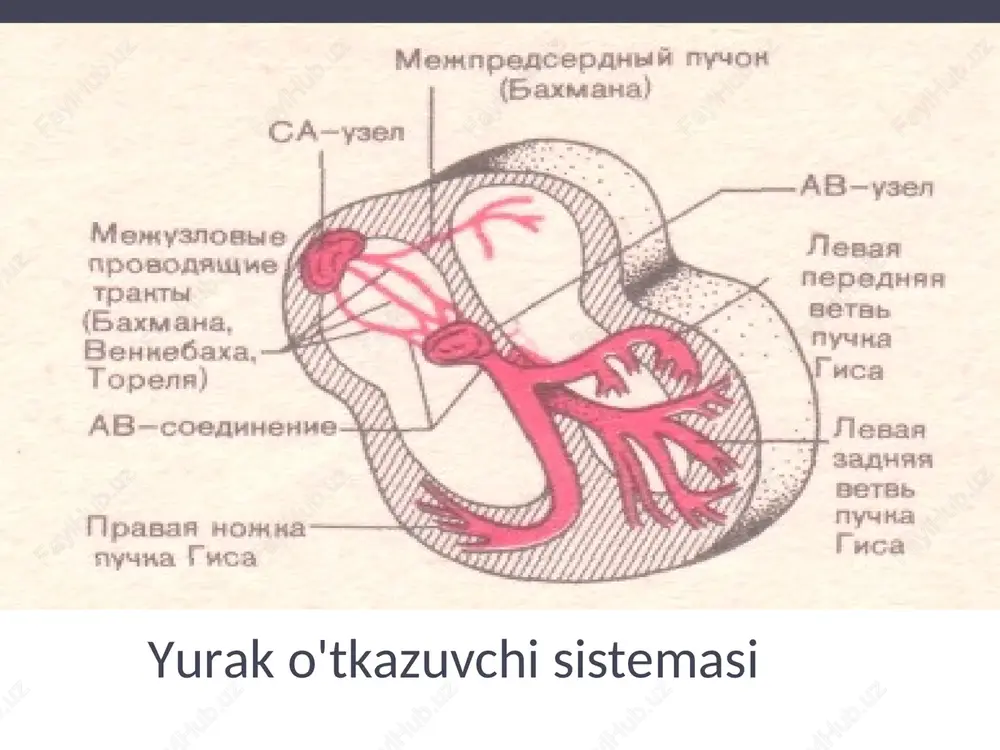 sinusli aritmiya, taxikardiya, bradikardia, ekstrasistoliyalar - Page 10