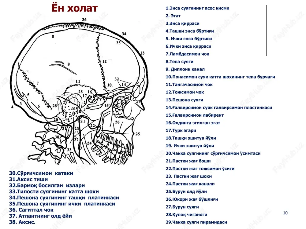 kalla suyagi va umurtqa pog'onasi kompleks nur diagnostikasi - Page 10