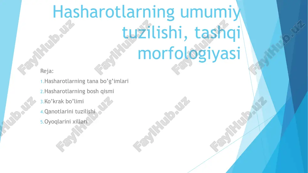 hasharotlar — PPT