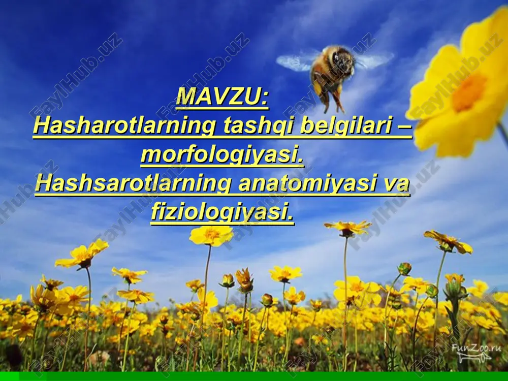 hasharotlar — PPT