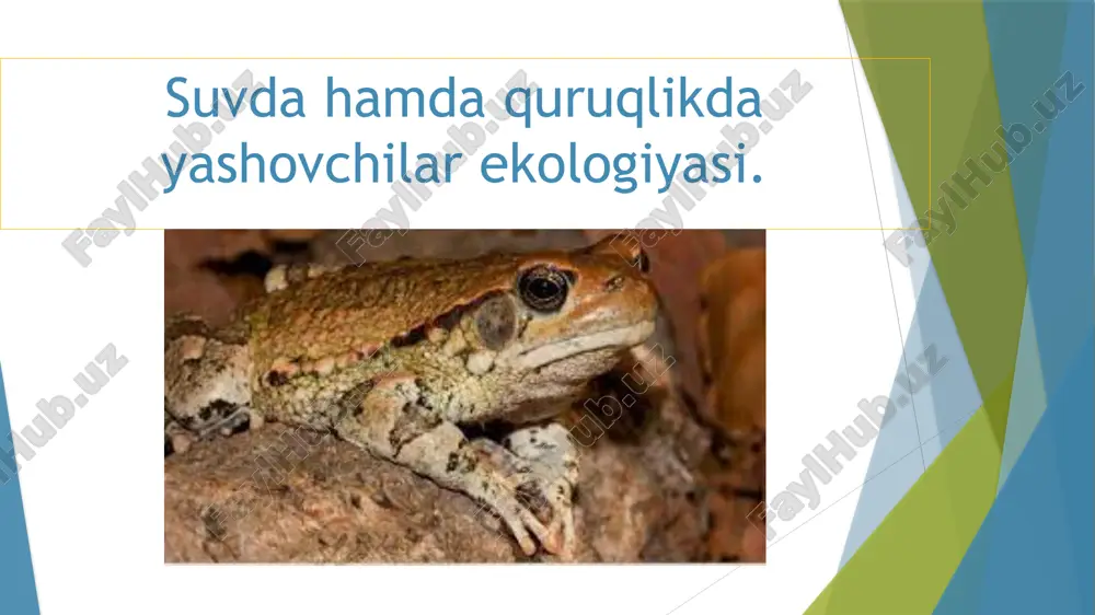 salamandralar va tritonlar ekologiyasi — PPTX