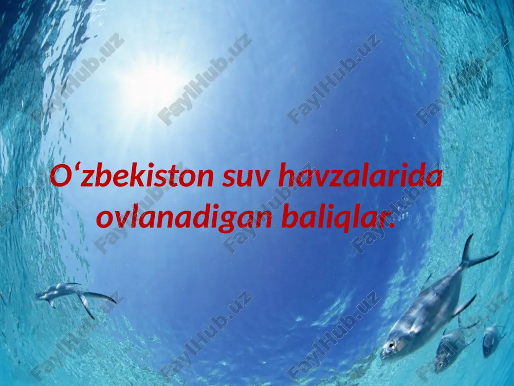 o‘zbekiston suv havzalarida ovlanadigan baliqlar — PPTX