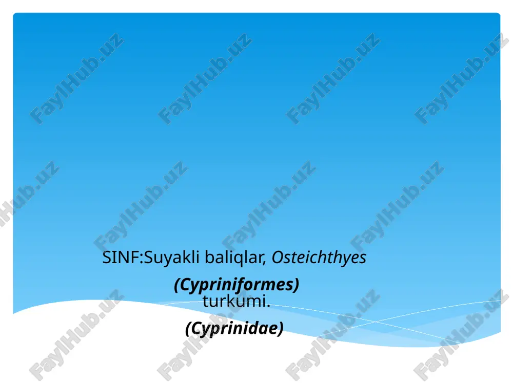 suyaklibaliqlar (osteichthyes) — PPTX