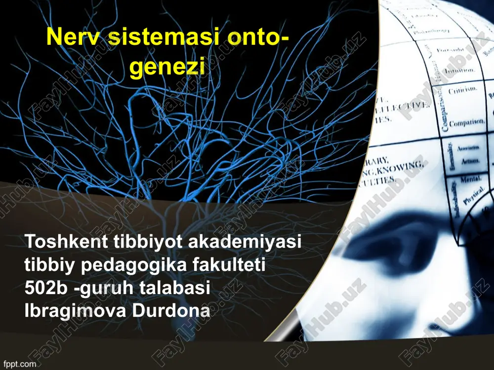 nerv sistemasi ontogenezi — PPTX