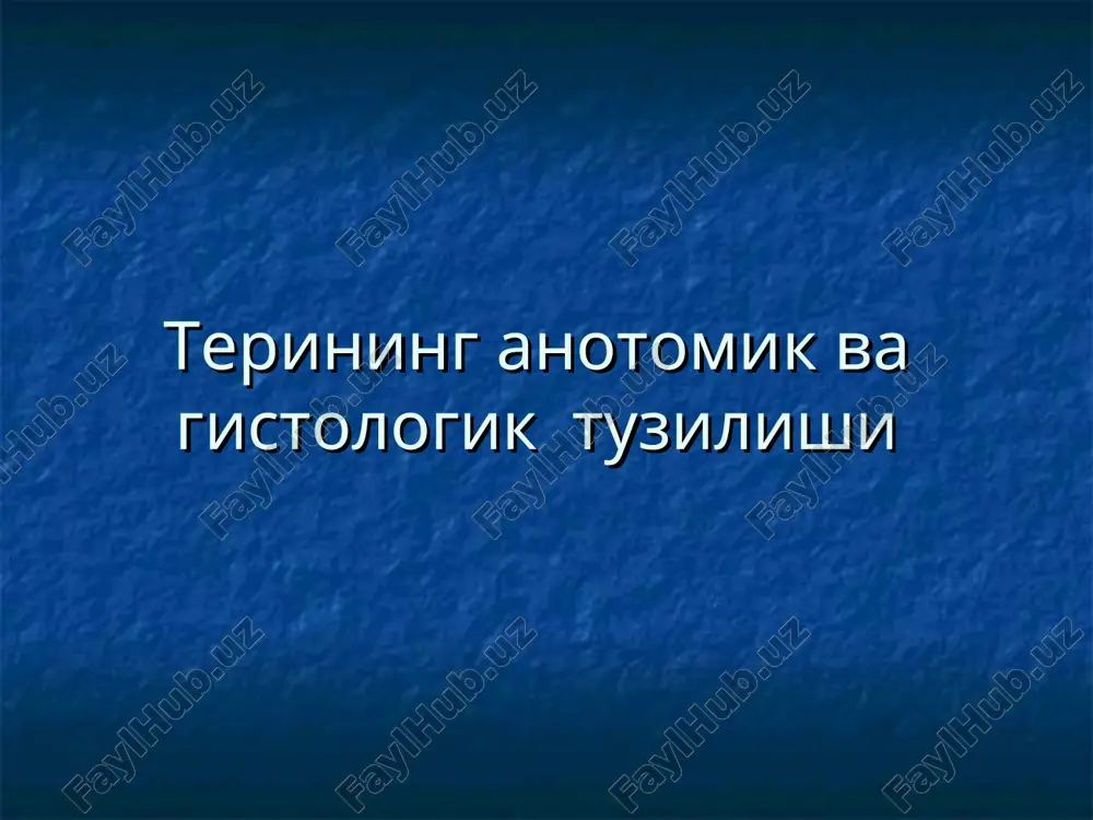 terining anotomik va gistologik tuzilishi — PPT