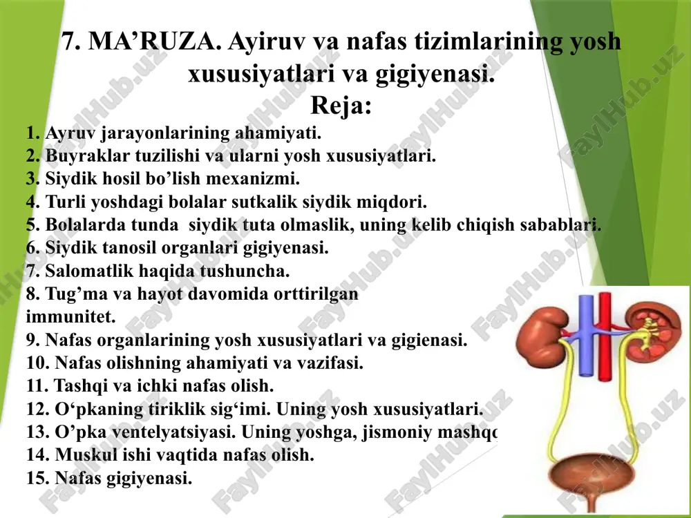 ayiruv va nafas tizimlari — PPTX