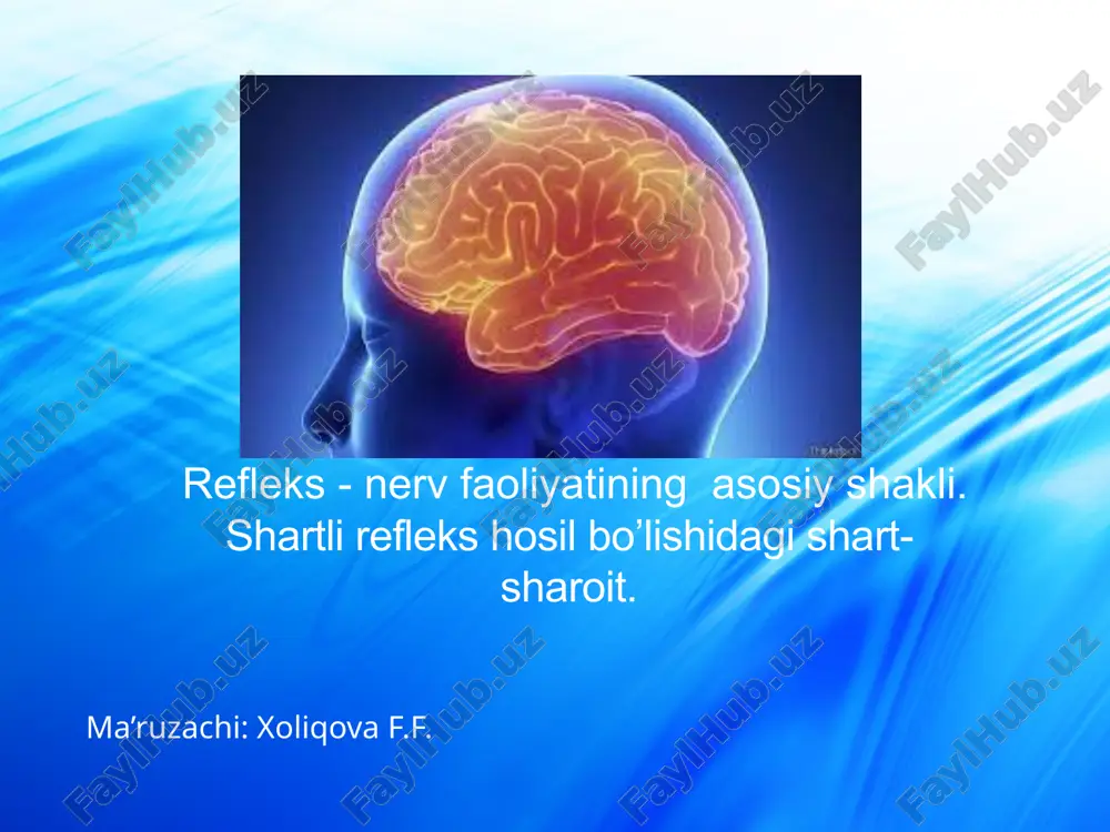 refleks-nerv faoliyati — PPTX