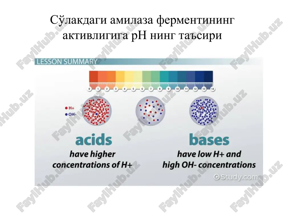 so'lakdagi amilaza fermentining aktivligi — PPTX