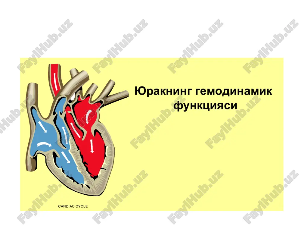 yuqarning gemodinamik funktsiyasi — PPT