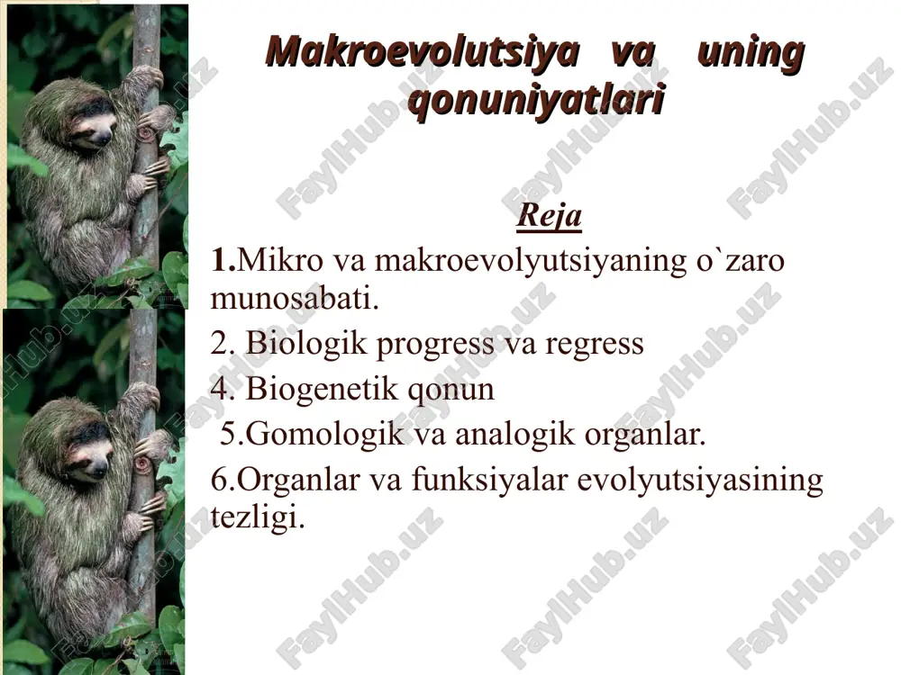 makroevolutsiya va uning qonuniyatlari — PPT