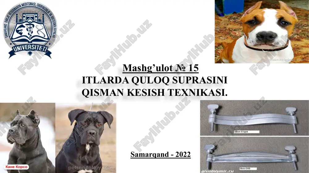 itlarda quloq suprasini qisman kesish texnikasi — PPTX