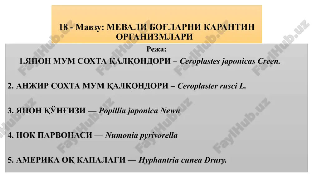 yapon mum soxta qalqondori — PPTX