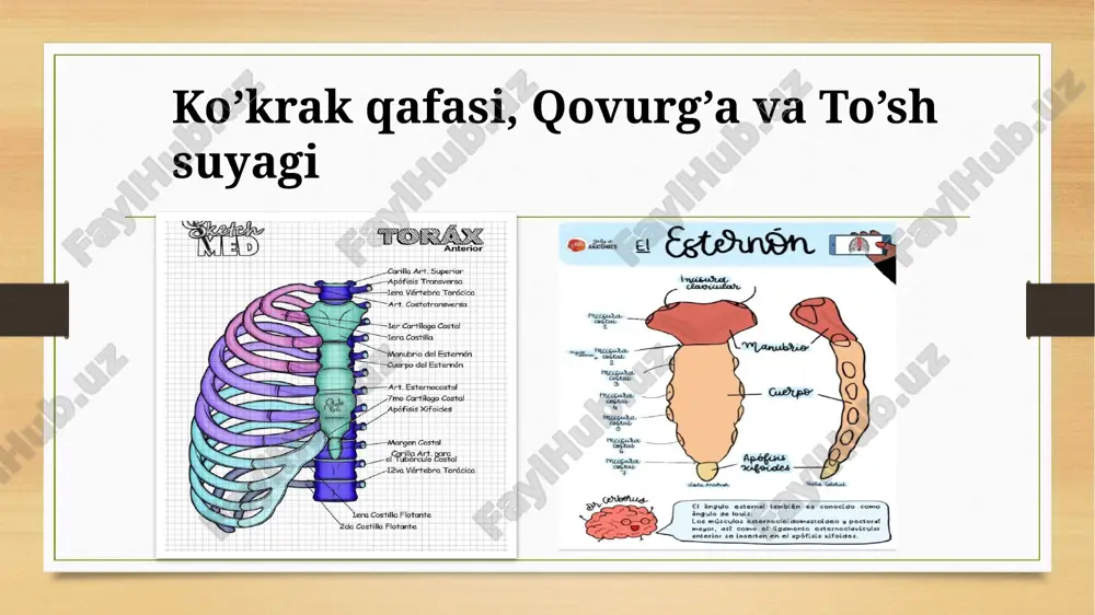 ko’krak qafasi, qovurg’alar, va to’sh suyagi — PPTX