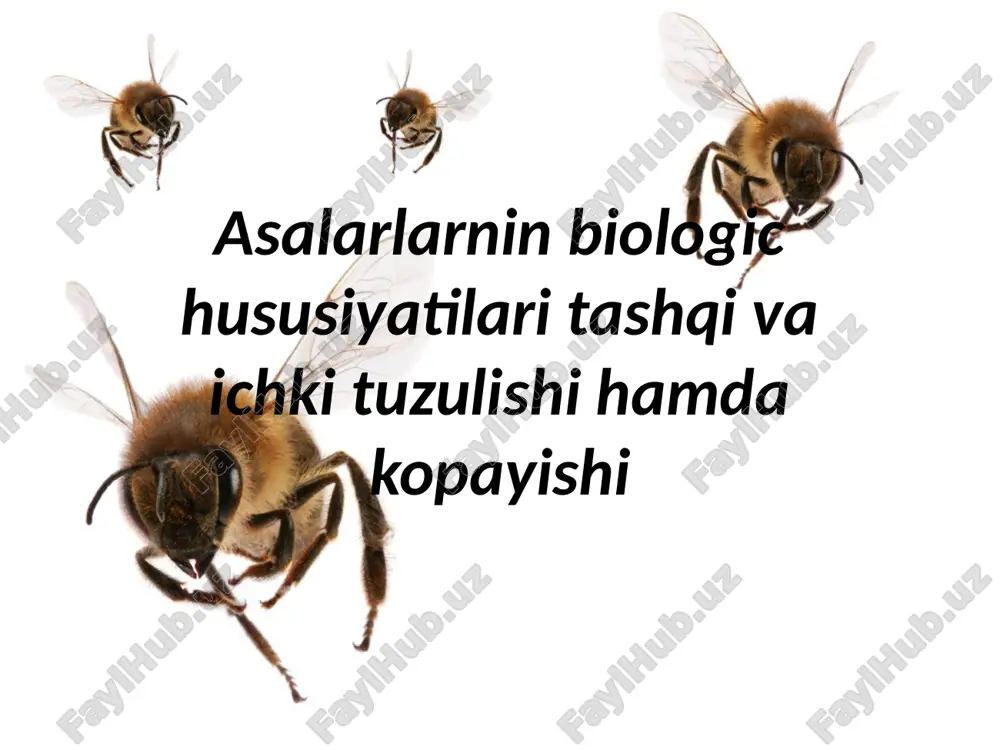 asalarlar — PPTX