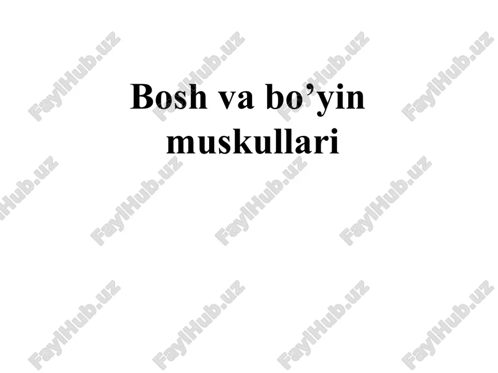 bo'sh va bo'yin muskullari — PPT