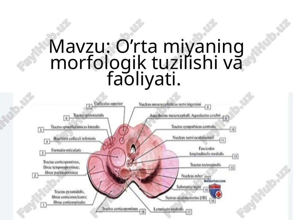 o’rta miyaning morfologik tuzilishi va faoliyati — PPTX