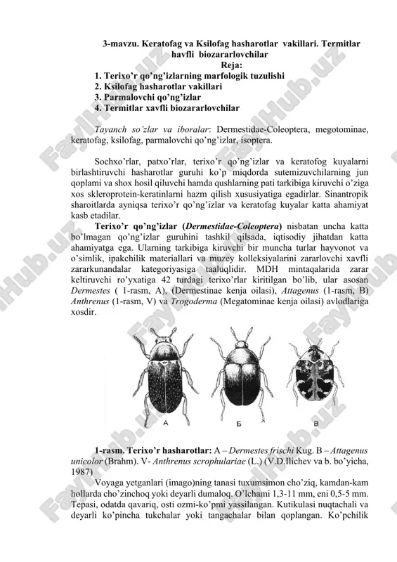 terixo’r qo’ng’izlar vakillari — DOCX