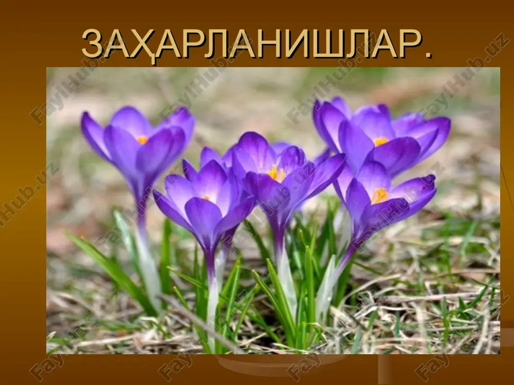 заҳарланишлар — PPT
