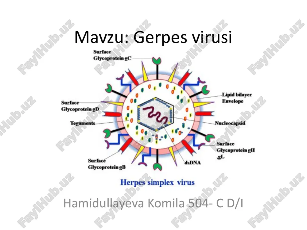 gerpesvirusi — PPTX