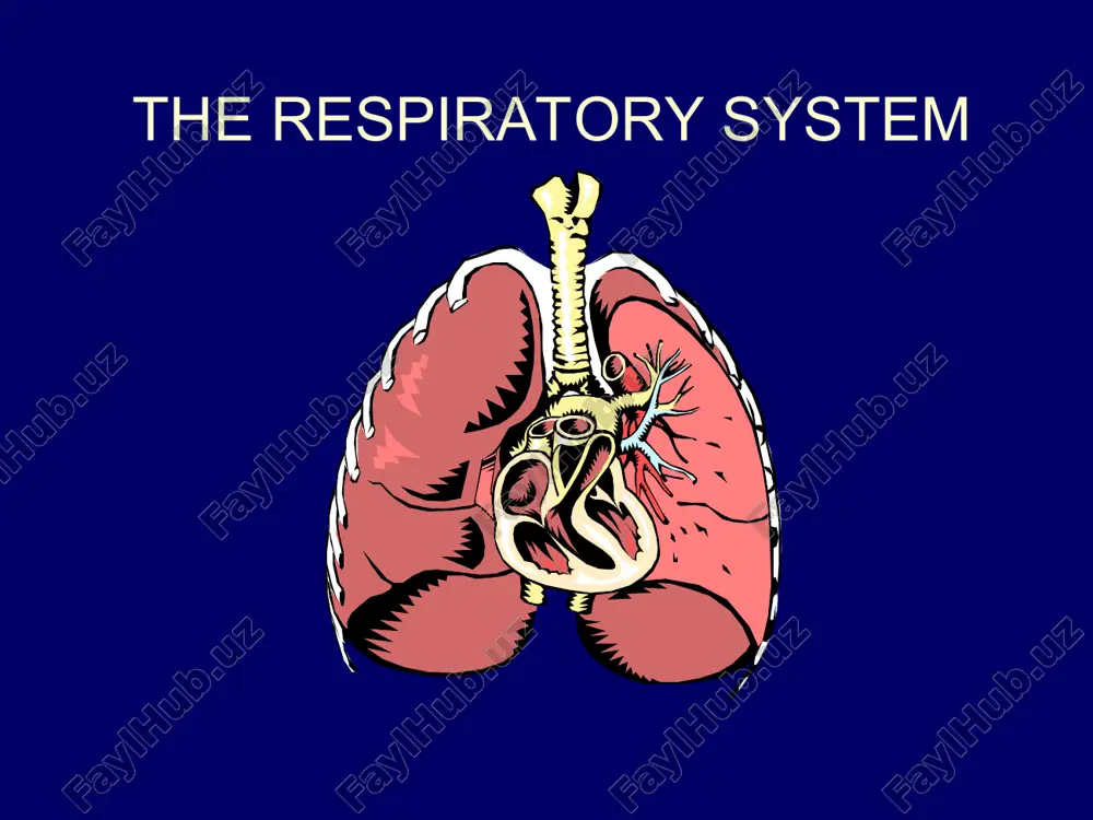 the respiratory system — PPT