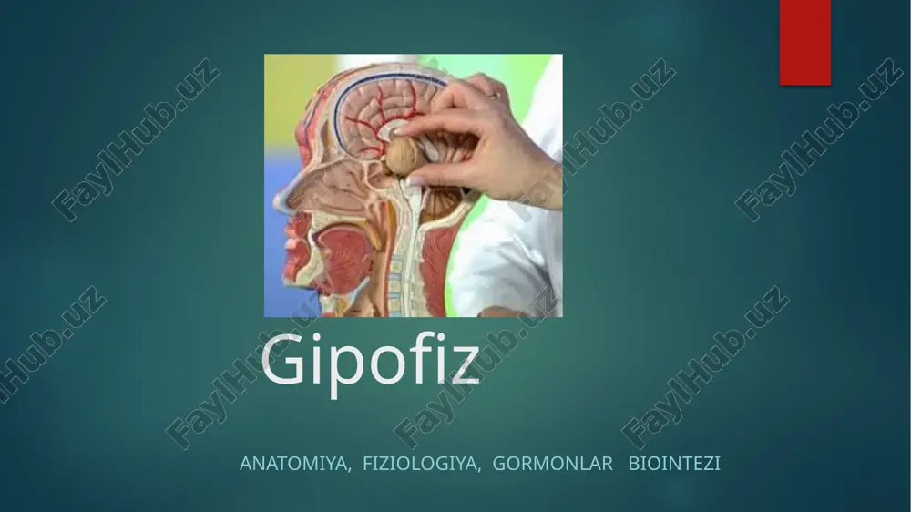 gipofiz — PPTX