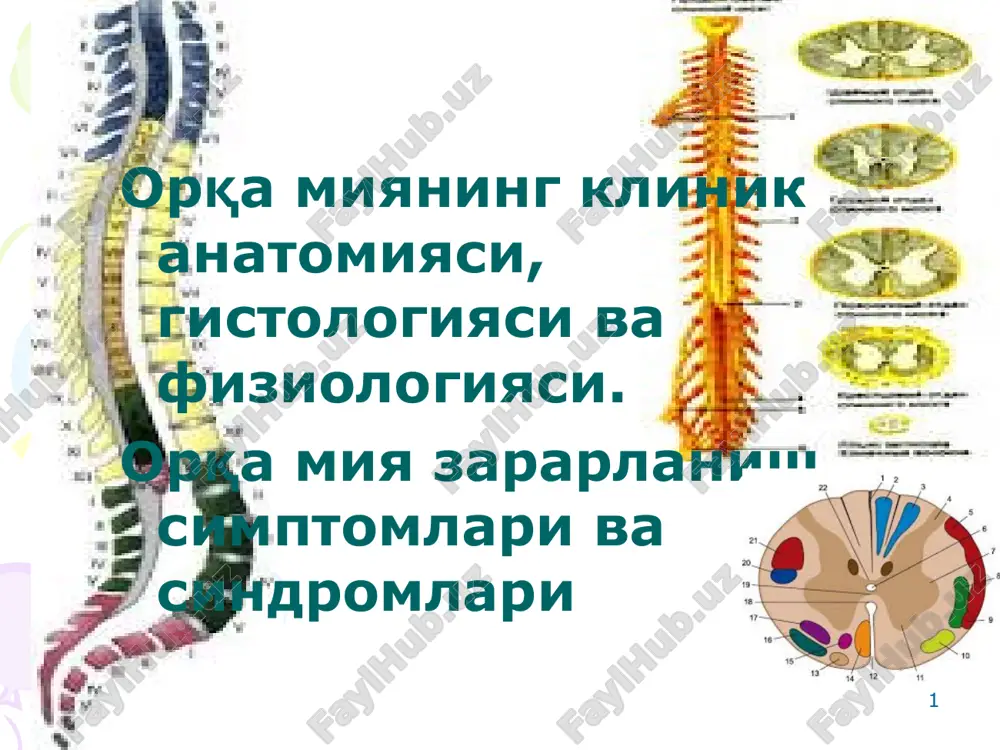 orqa miya — PPT